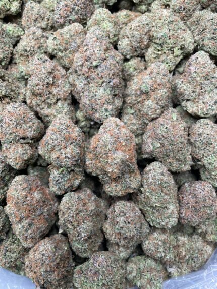 Buy Blueberry Dum Dumz 1 lb AAA Online | Premium AAA Indoor Flower
